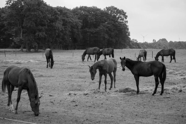 hiking in the dutch achterhoek
