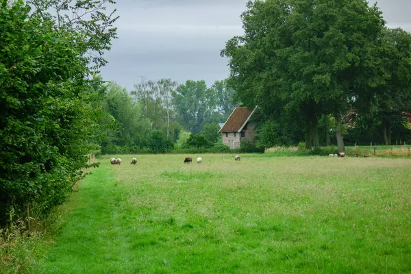 Hollandalı achterhoek 'te yürüyüş