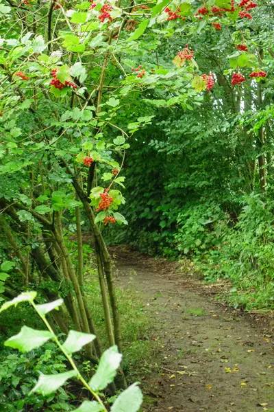 stock image hiking in the dutch achterhoek