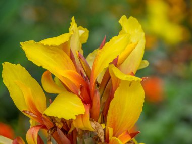 Westphalia 'da bir parkta yaz.