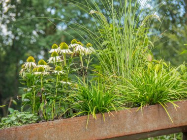 Westphalia 'da bir parkta yaz.