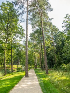 Westphalia 'da bir parkta yaz.