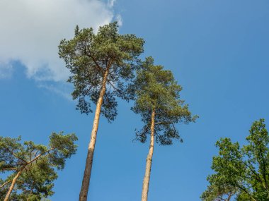 Westphalia 'da bir parkta yaz.