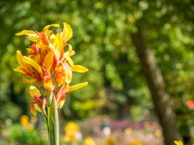 Westphalia 'da bir parkta yaz.