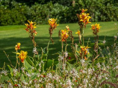 Westphalia 'da bir parkta yaz.