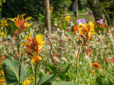 Westphalia 'da bir parkta yaz.