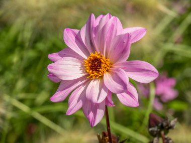 Westphalia 'da bir parkta yaz.