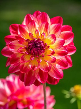 Almanya 'da Paderborn yakınlarında eski bir şato ve park