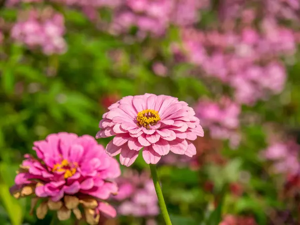 stock image summer in a park in westphalia