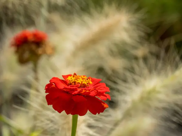 stock image summer in a park in westphalia