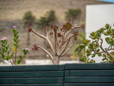 İspanyol adası Lanzarote