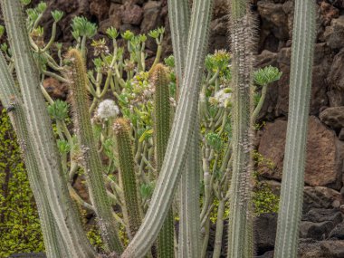 İspanyol adası Lanzarote