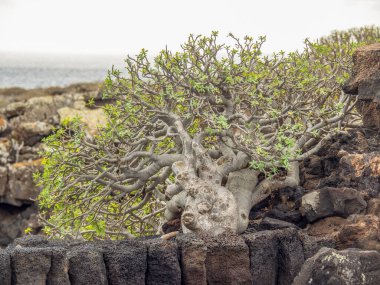 İspanyol adası Lanzarote