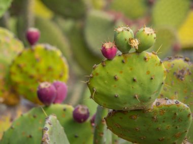 İspanyol adası Lanzarote