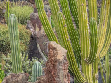 İspanyol adası Lanzarote