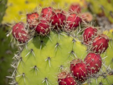 İspanyol adası Lanzarote