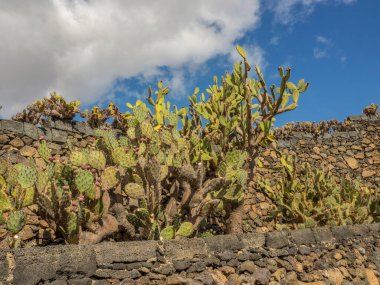 İspanyol adası Lanzarote