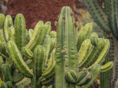 İspanyol adası Lanzarote