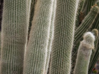 İspanyol adası Lanzarote