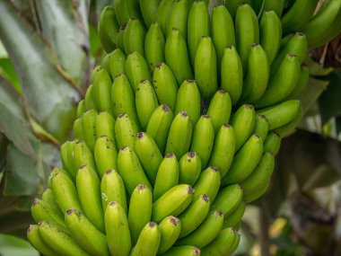 İspanya 'daki La Palma Adası