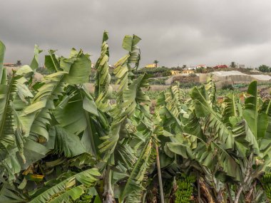 İspanya 'daki La Palma Adası