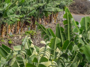 İspanya 'daki La Palma Adası