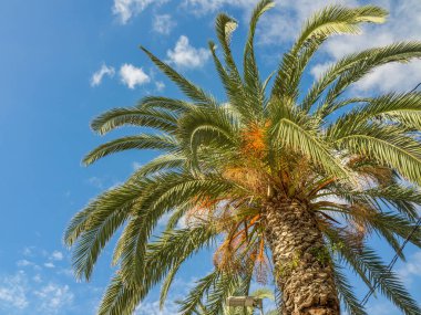 Portekiz madeira Adası