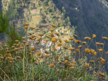 Portekiz madeira Adası