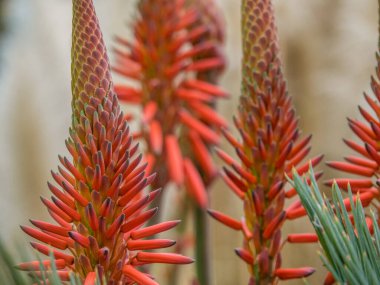 Portekiz madeira Adası