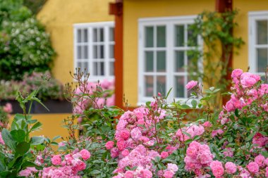 Svaneke bornholm Island üzerinde