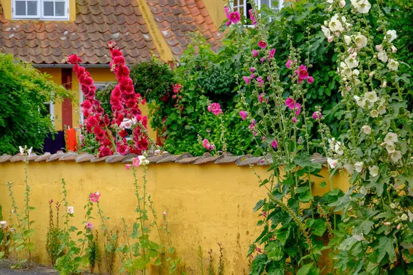 Svaneke bornholm Island üzerinde