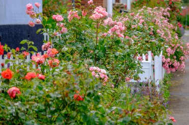 Svaneke bornholm Island üzerinde