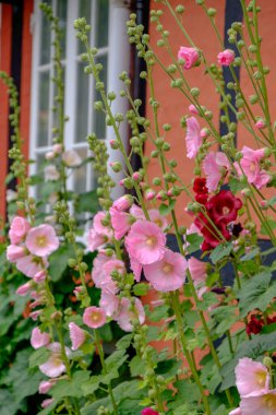 Svaneke bornholm Island üzerinde