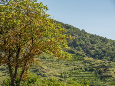 Avustralya 'daki Tuna Nehri' nde.