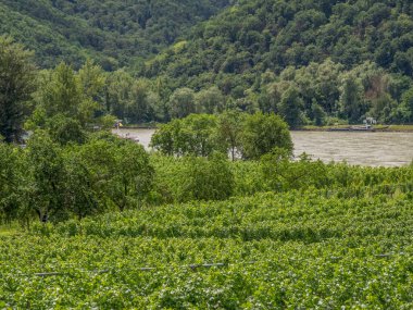 Avusturalya Vaçu 'sunda Danube Nehri' nde.