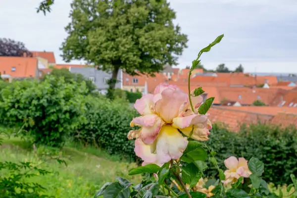 stock image svaneke on the island of Bornholm