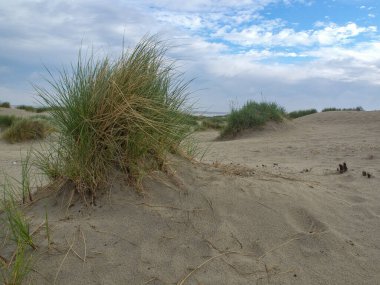 Kuzey Denizi 'ndeki Borkum Adası