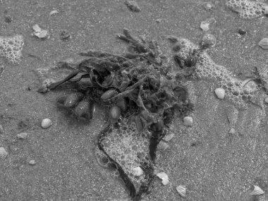 Kuzey Alman deniz adasının sahilinde yaz vergisi.