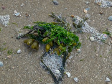Almanya 'daki Norderney Adası
