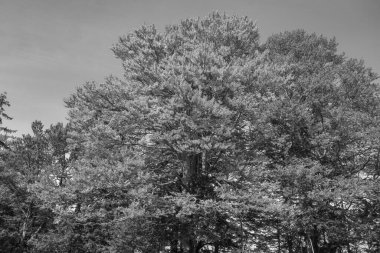 Bavyera dağlarında Oberstaufen