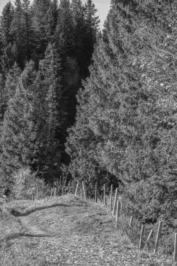 Bavyera dağlarında Oberstaufen