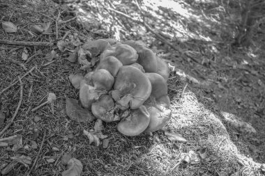 Bavyera dağlarında Oberstaufen