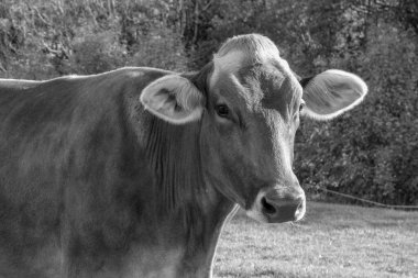 Bavyera dağlarında Oberstaufen