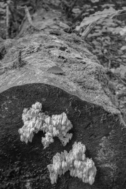 Bavyera dağlarında Oberstaufen