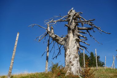 Bavyera dağlarında Oberstaufen