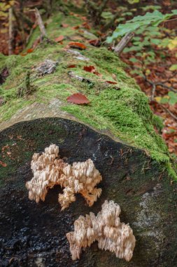 Bavyera dağlarında Oberstaufen