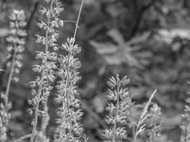 Borken yakınlarındaki Westphalia Gölü.