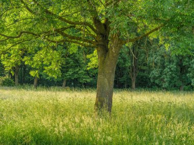 Borken yakınlarındaki Westphalia Gölü.
