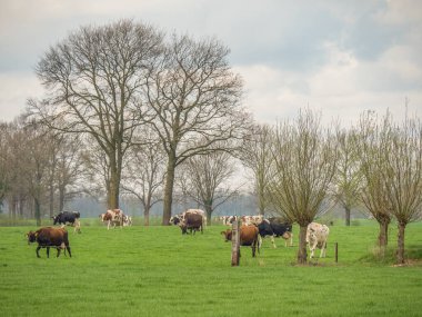 Hollanda 'da Eibergen