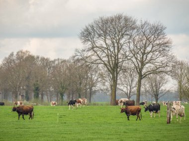 Hollanda 'da Eibergen